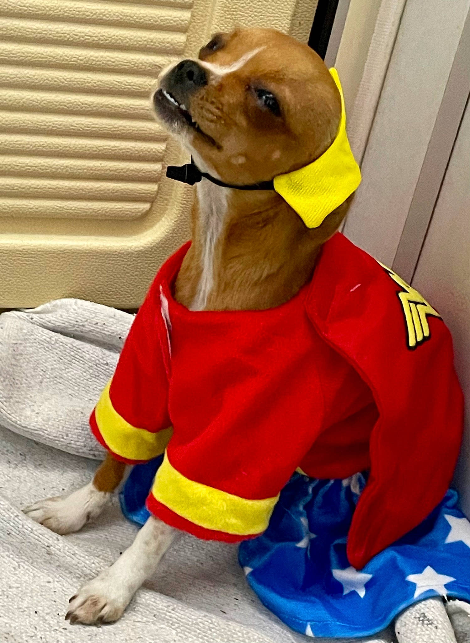 Nugget a rejoint le concours — aidez-le/la à gagner de superbes lots ! carnivore, collar, companion_dog, dog, dog_breed, dog_clothes, dog_supply, fawn, mascot, orange, outerwear, personal_protective_equipment, pet_supply, plush, sleeve, snout, stuffed_toy, toy, working_animal, yellow