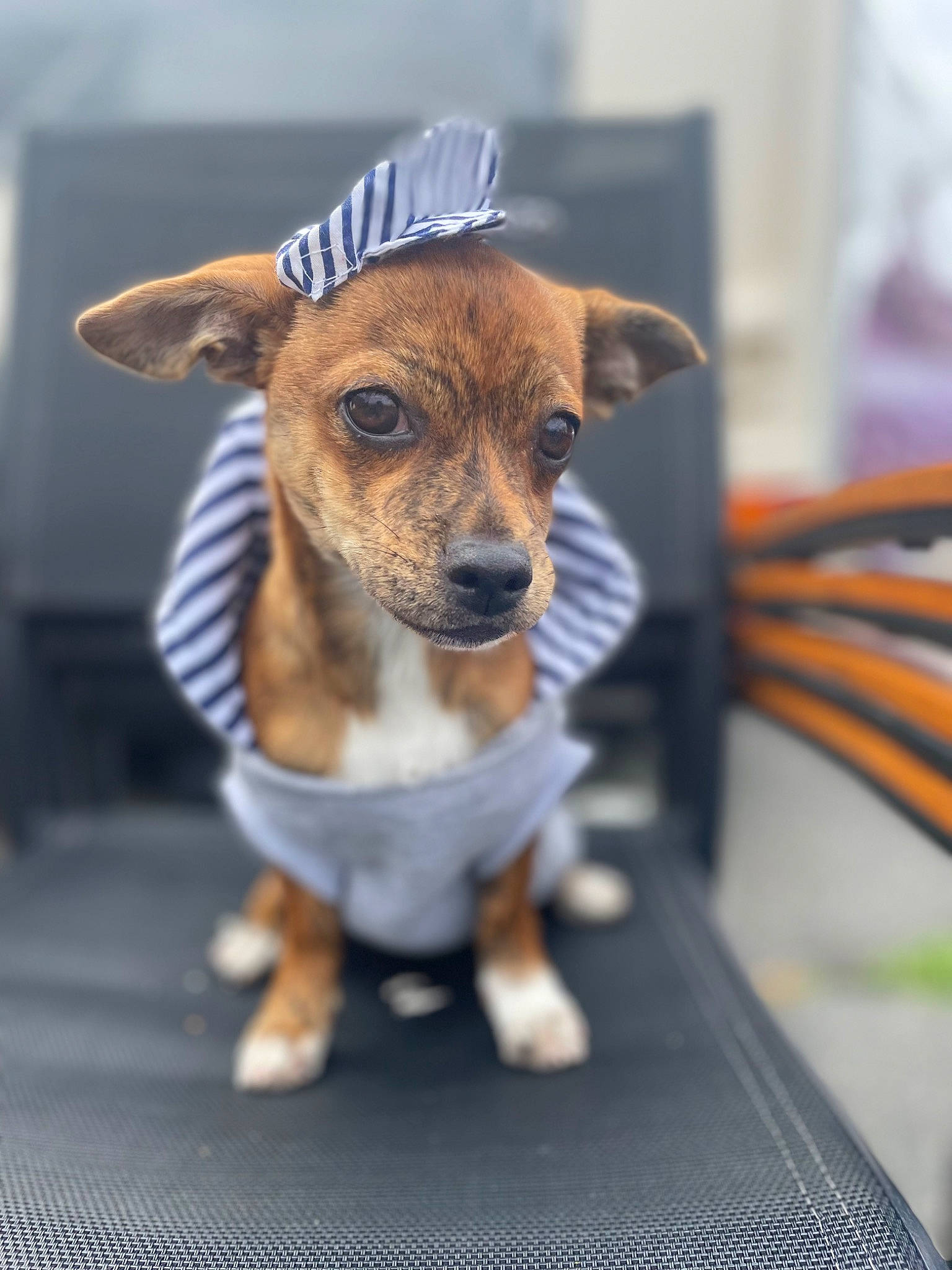 Lexa participe au concours pour gagner de l'argent avec cette photo : canidae, carnivore, companion_dog, dog, dog_breed, dog_supply, fawn, fur, irishjacks, paw, pet_supply, snout, terrestrial_animal, terrier, toy_dog, whiskers, working_animal