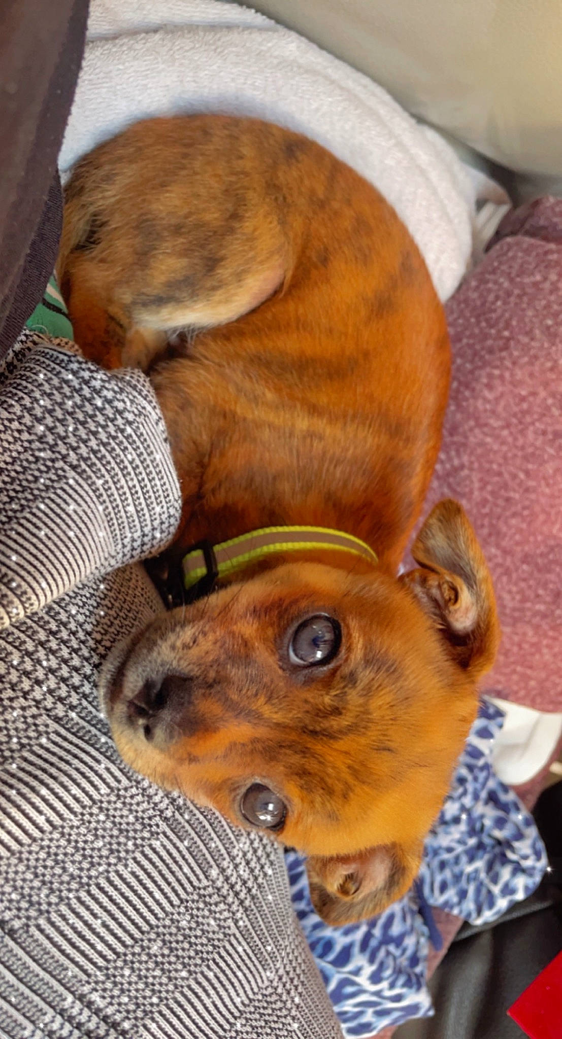 Lexa a rejoint le concours — aidez-le/la à gagner de superbes lots ! canidae, carnivore, collar, companion_dog, dog, dog_breed, dog_sports, ear, fawn, fur, hound, liver, non_sporting_group, pet_supply, puppy, snout, sporting_group, toy_dog, whiskers, working_animal