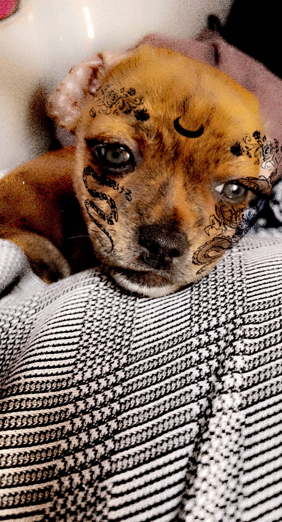 Lexa a rejoint le concours — aidez-le/la à gagner de superbes lots ! big_cats, canidae, carnivore, cheetah, close_up, companion_dog, dog_breed, fawn, felidae, fur, lion, pattern, paw, puma, safari, small_to_medium_sized_cats, snout, terrestrial_animal, whiskers, wildlife