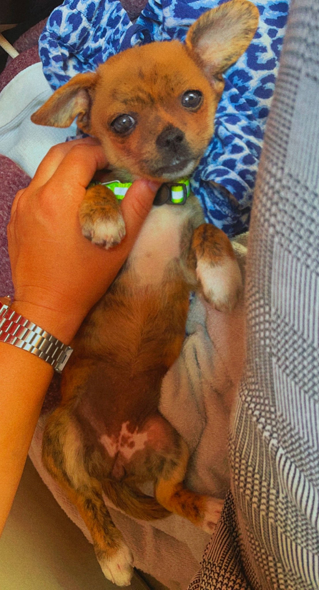 Lexa a rejoint le concours — aidez-le/la à gagner de superbes lots ! canidae, carnivore, chihuahua, collar, companion_dog, dog, dog_breed, dog_supply, ear, fawn, fur, mesh, paw, snout, sporting_group, toy_dog, watch, whiskers, working_animal, wrist