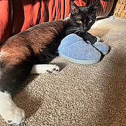 Ben joined the competition — help win amazing prizes! cat, tuxedo_cat, slipper, pair_of_slippers, carpet, leather_sofa, whiskers, paw, green_eyes, sunlight, indoor, cozy, resting, pet, furniture, wicker_basket, shadow, texture, close_up, home