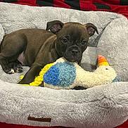 Brownie is registered to the contest to win money with this photo: animal, bed, black_blanket, brown_dog, comfort, cozy, cute, dog, fur, indoor, pet_bed, plush_toy, puppy, red_blanket, relaxed, resting, small_dog, stuffed_toy, toy, young_dog