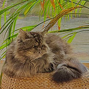 Mia a rejoint le concours — aidez-le/la à gagner de superbes lots ! cat, fluffy, basket, indoor, window, plant, greenery, feline, relaxed, pet, fur, tail, cozy, home, natural_light, leaf, resting, domestic_animal, cute, portrait