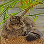 cat, fluffy, basket, indoor, window, plant, greenery, feline, relaxed, pet, fur, tail, cozy, home, natural_light, leaf, resting, domestic_animal, cute, portrait