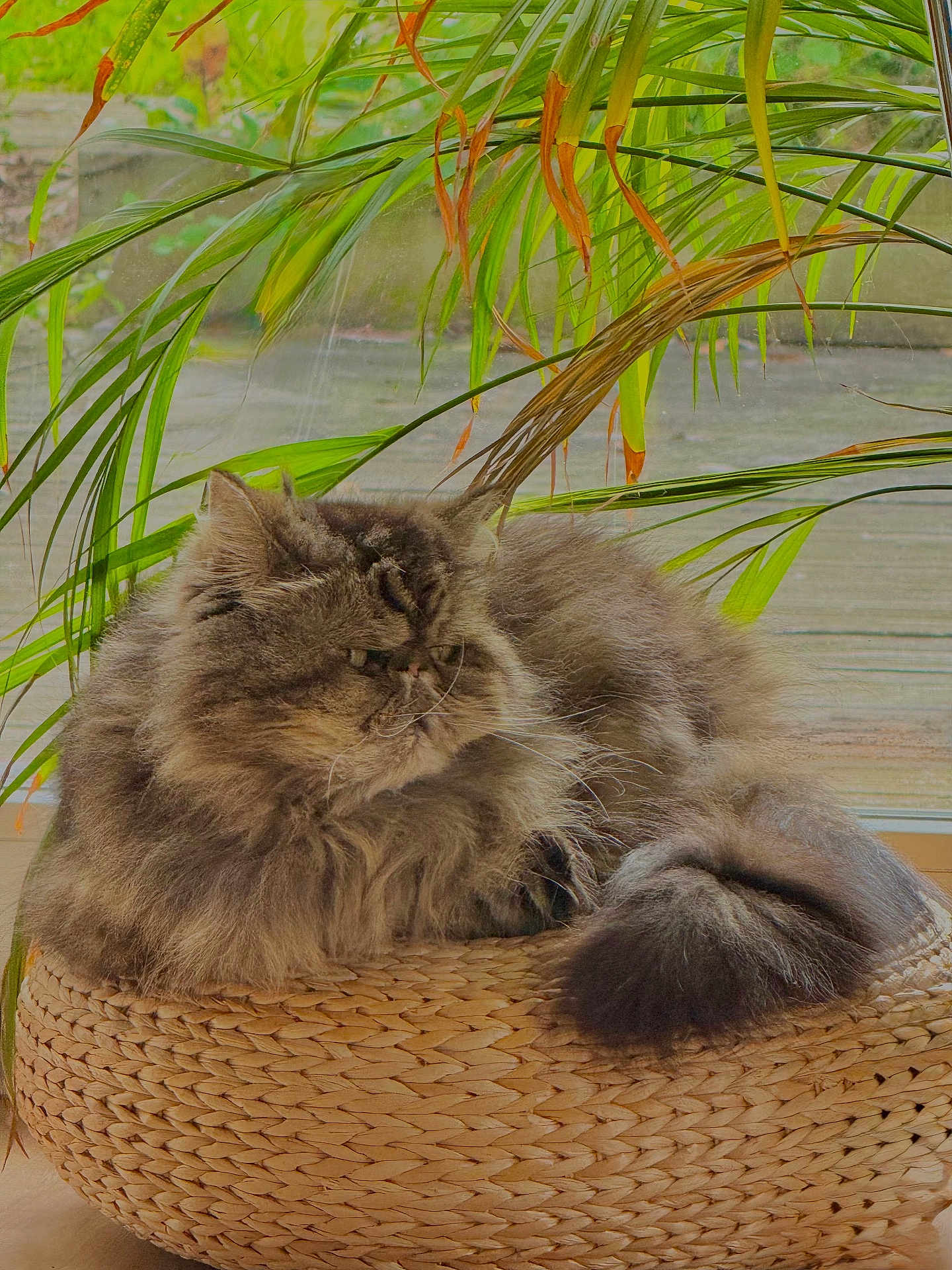 Mia