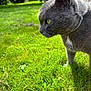 Figaro a rejoint le concours — aidez-le/la à gagner de superbes lots ! cat, gray_cat, grass, outdoor, pet, animal, feline, close_up, profile, yellow_eyes, nature, greenery, whiskers, collar, daylight, focus, background_blur, side_view, alert, mammal