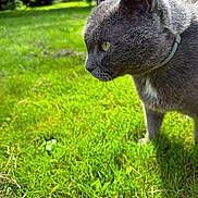 Figaro participe au concours pour gagner de l'argent avec cette photo : cat, gray_cat, grass, outdoor, pet, animal, feline, close_up, profile, yellow_eyes, nature, greenery, whiskers, collar, daylight, focus, background_blur, side_view, alert, mammal