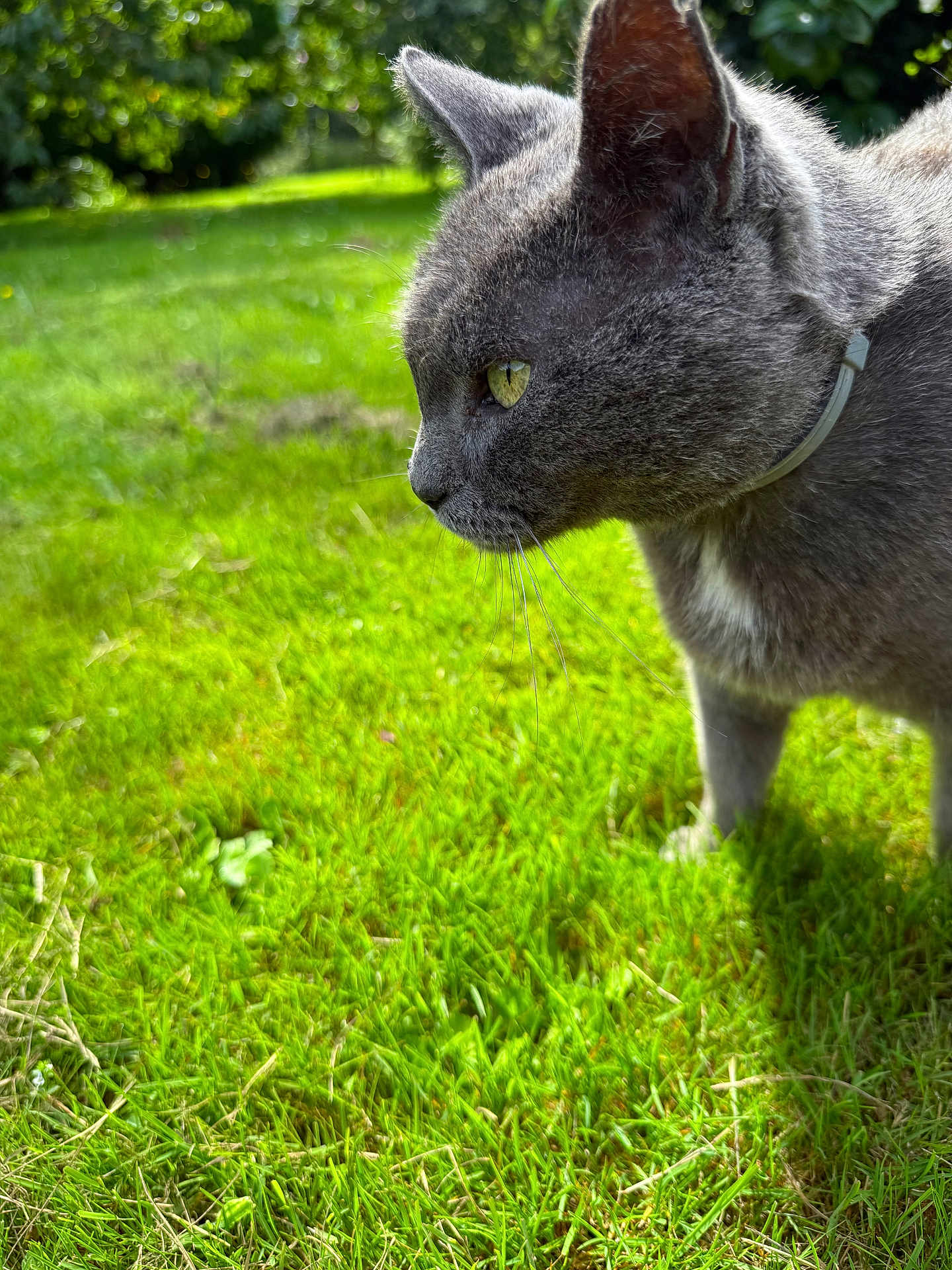 Figaro participe au concours pour gagner de l'argent avec cette photo : cat, gray_cat, grass, outdoor, pet, animal, feline, close_up, profile, yellow_eyes, nature, greenery, whiskers, collar, daylight, focus, background_blur, side_view, alert, mammal
