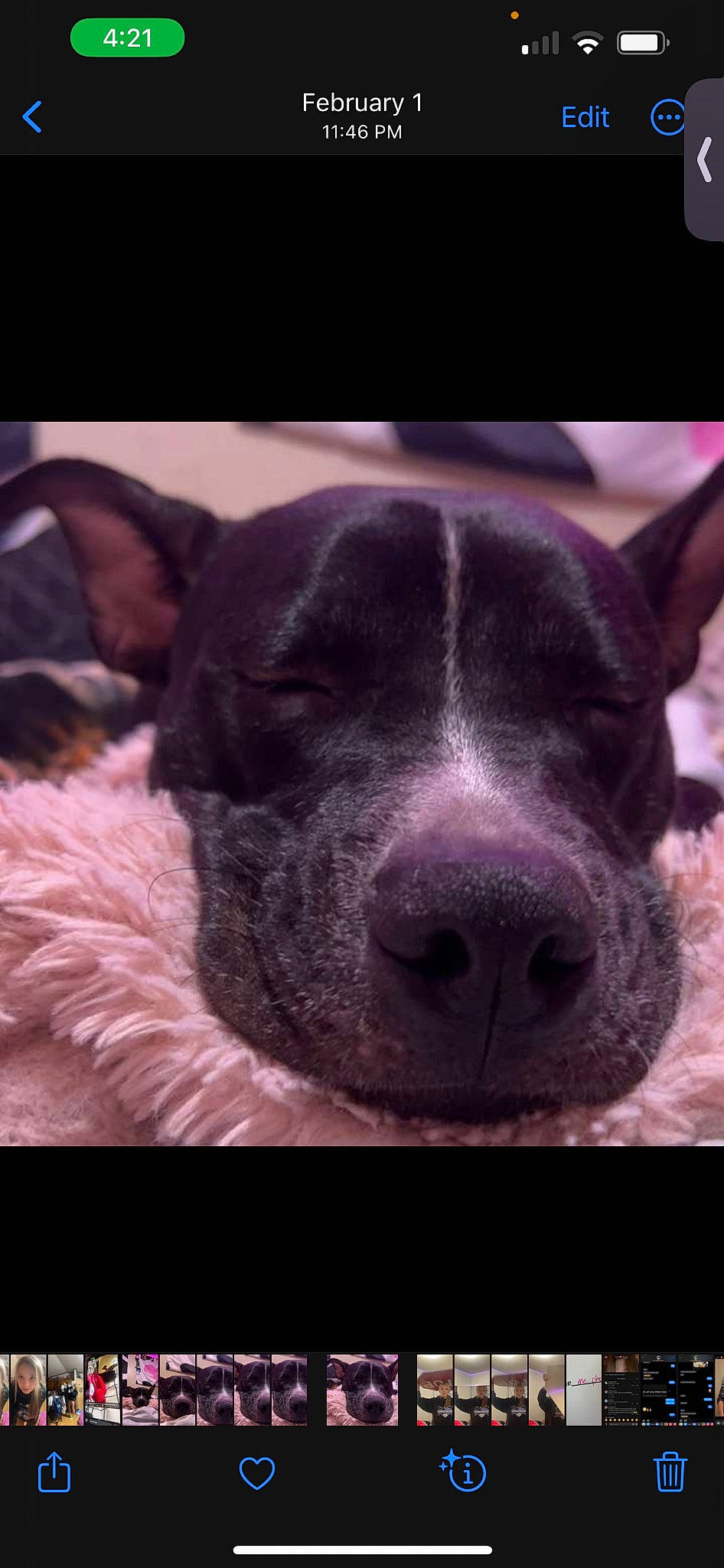 Nova Lynn joined the competition — help win amazing prizes! canidae, carnivore, companion_dog, dog, dog_breed, ear, fawn, fur, night, non_sporting_group, paw, snout, sporting_group, whiskers, working_animal