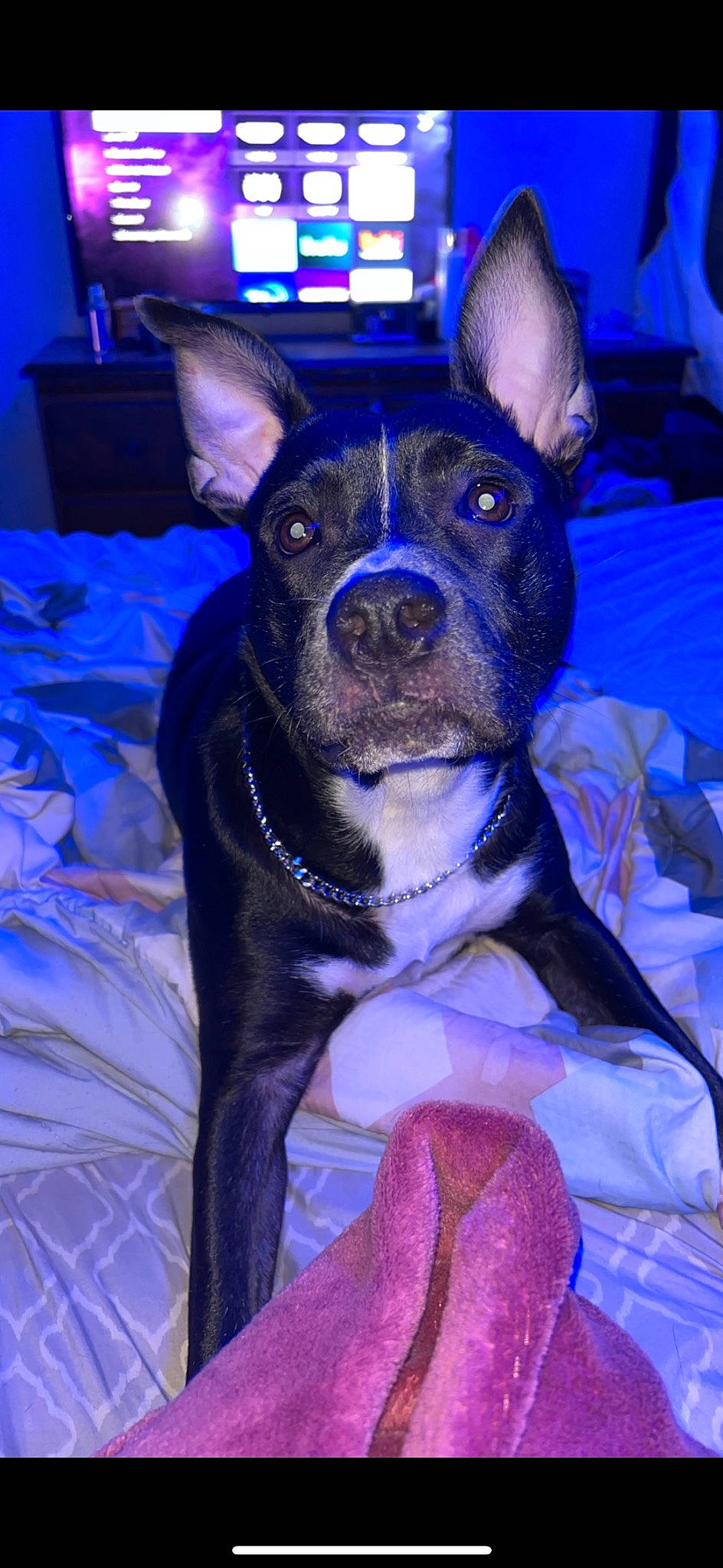 Nova Lynn is registered to the contest to win money with this photo: blue, canidae, carnivore, collar, companion_dog, dog, dog_breed, ear, electric_blue, fawn, fur, guard_dog, party_hat, purple, snout, sporting_group, toy_dog, violet, whiskers, working_animal