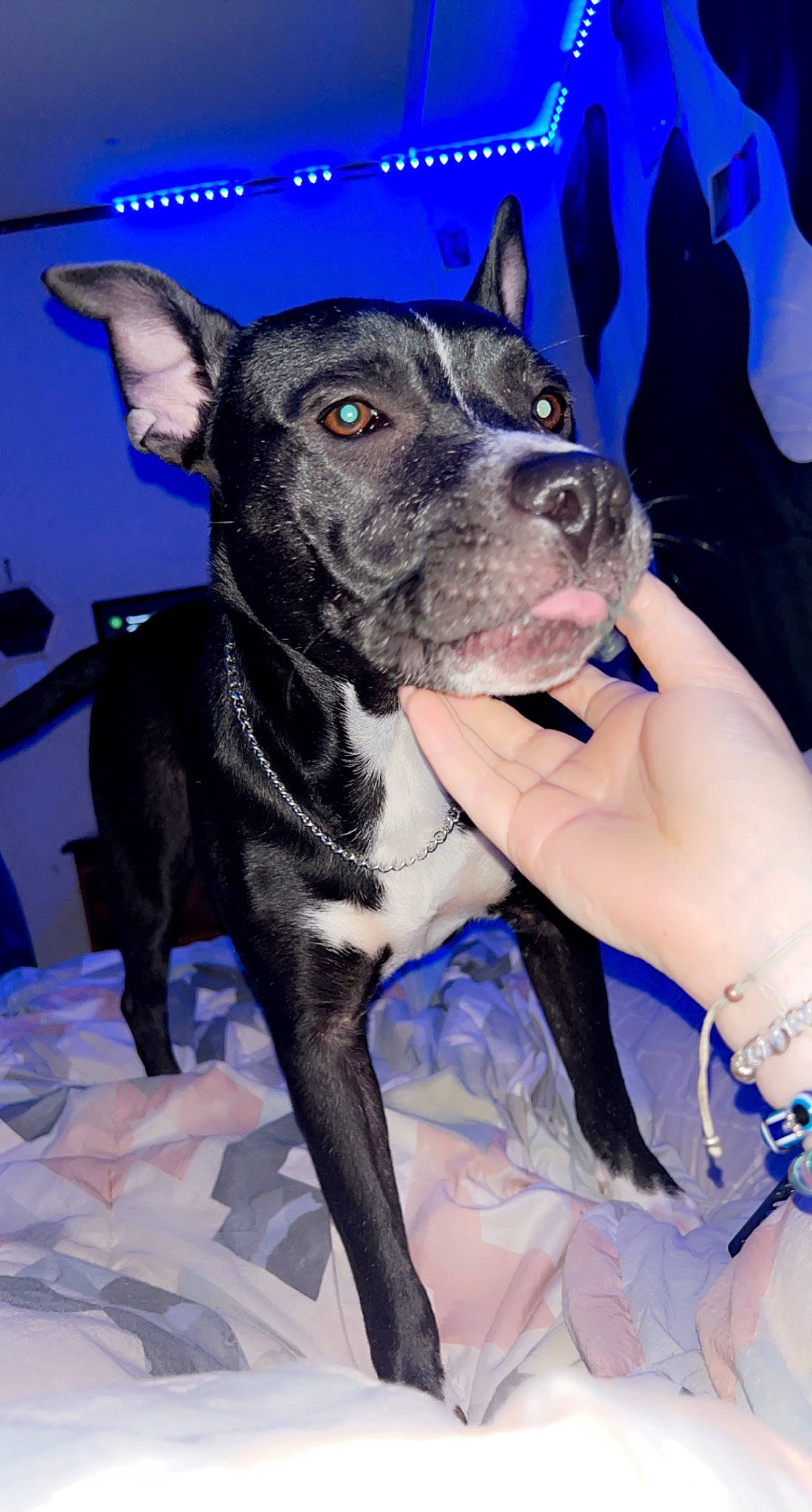 Nova Lynn joined the competition — help win amazing prizes! blue, boston_terrier, canidae, carnivore, collar, companion_dog, dog, dog_breed, dog_collar, ear, electric_blue, fashion_accessory, fawn, fur, non_sporting_group, snout, sporting_group, toy_dog, whiskers, working_animal