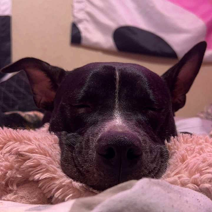 Nova Lynn is registered to the contest to win money with this photo: canidae, carnivore, comfort, companion_dog, dog, dog_breed, ear, eye, fawn, fur, nap, paw, puppy, selfie, sleep, snout, sporting_group, square, whiskers, working_animal