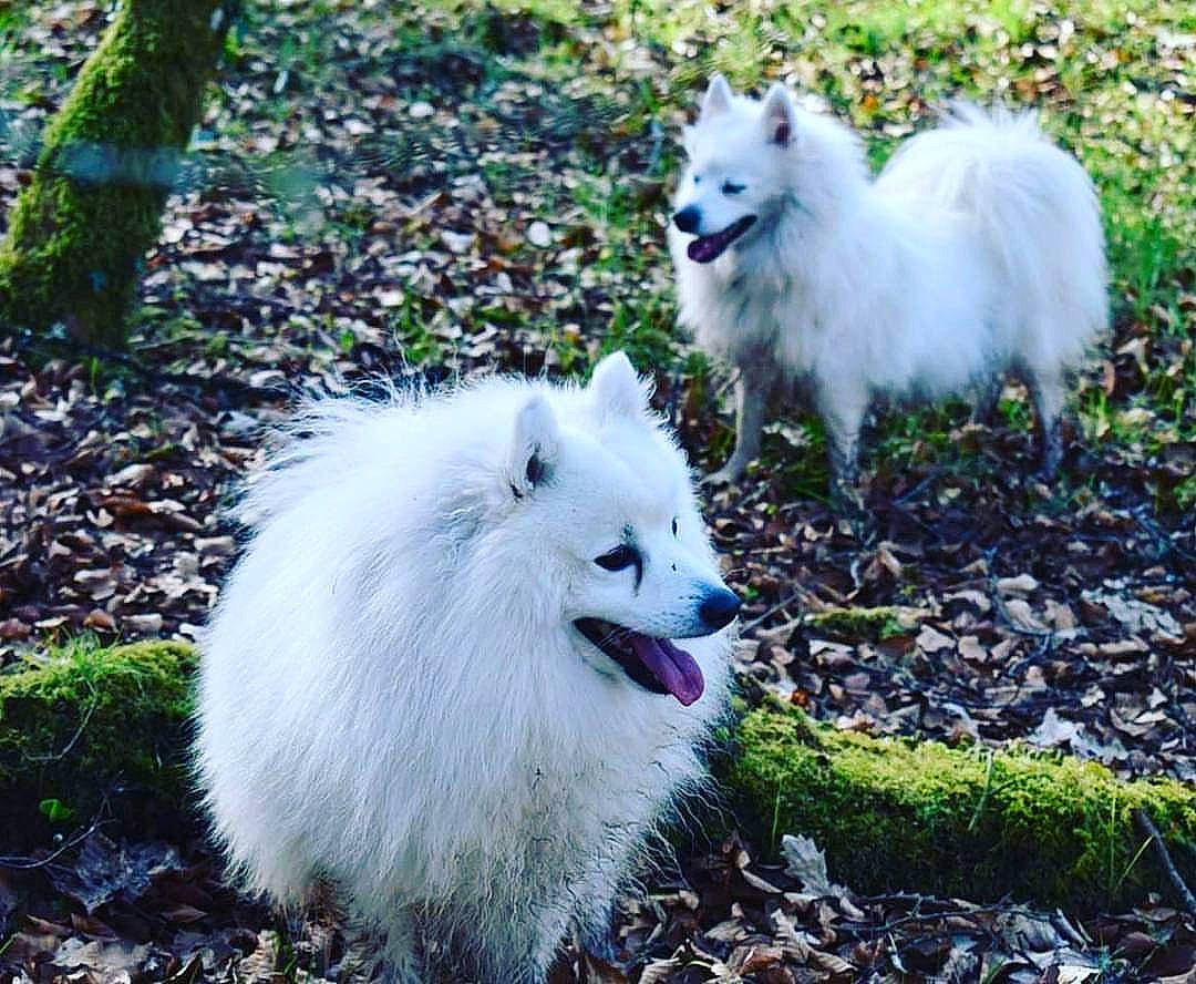 Rio joined the competition — help win amazing prizes! american_eskimo_dog, canadian_eskimo_dog, canidae, carnivore, companion_dog, dog, dog_breed, german_spitz, german_spitz_klein, german_spitz_mittel, indian_spitz, japanese_spitz, mammal, non_sporting_group, pomeranian, samoyed, spitz, vertebrate, volpino_italiano