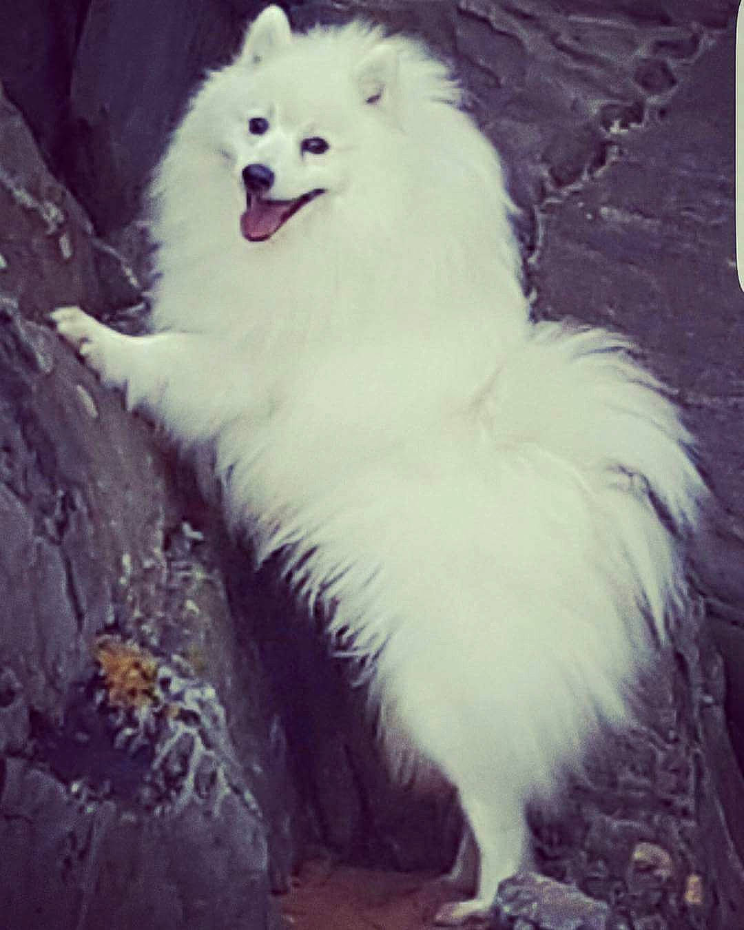 Rio is registered to the contest to win money with this photo: american_eskimo_dog, canadian_eskimo_dog, canidae, carnivore, dog, dog_breed, german_spitz, german_spitz_klein, german_spitz_mittel, indian_spitz, japanese_spitz, mammal, non_sporting_group, pomeranian, rare_breed_dog, samoyed, spitz, vertebrate, volpino_italiano