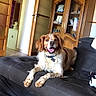 dog, couch, living_room, wooden_cabinet, door, floor, happy, pet, indoor, fur, collar, tongue_out, relaxed, home, animal, canine, smiling, seated, furniture, cozy