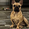 dog, french_bulldog, pet, animal, sitting, indoors, floor, tile_floor, wood_like_floor, ears, wrinkles, black_muzzle, brown_coat, portrait, front_view, toy, home, furniture, serious_expression, photography