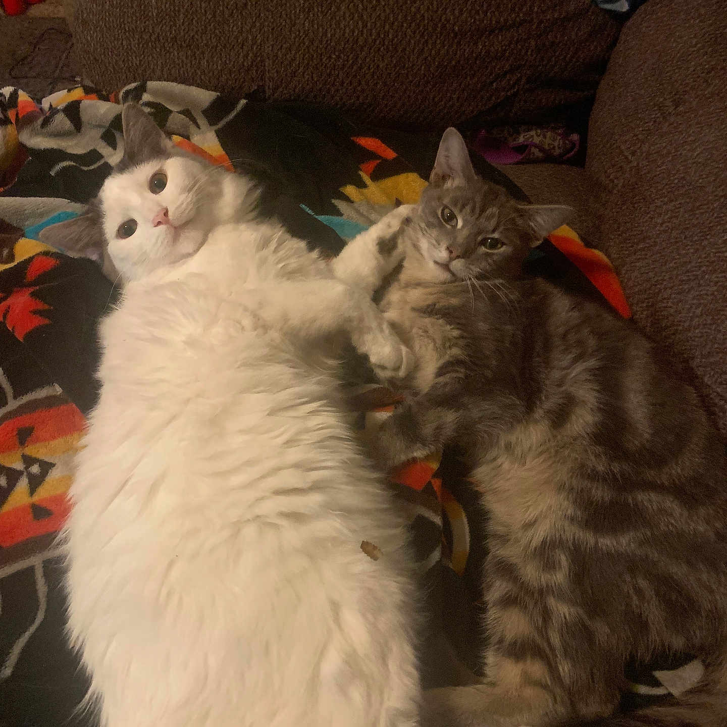 Thug Waffle N Bowser joined the competition — help win amazing prizes! angora, animal, architecture, baby, building, cat, chair, couch, cushion, furniture, homedecor, indoors, kitten, livingroom, manx, person, pet, room, siamese, sleeping