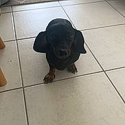 Queen a rejoint le concours — aidez-le/la à gagner de superbes lots ! animal, black, brown, canine, carpet, cute, dachshund, dog, domestic, ears, floor, floor_tiles, furniture, indoor, looking_up, paw, pet, puppy, small, tile