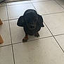 animal, black, brown, canine, carpet, cute, dachshund, dog, domestic, ears, floor, floor_tiles, furniture, indoor, looking_up, paw, pet, puppy, small, tile