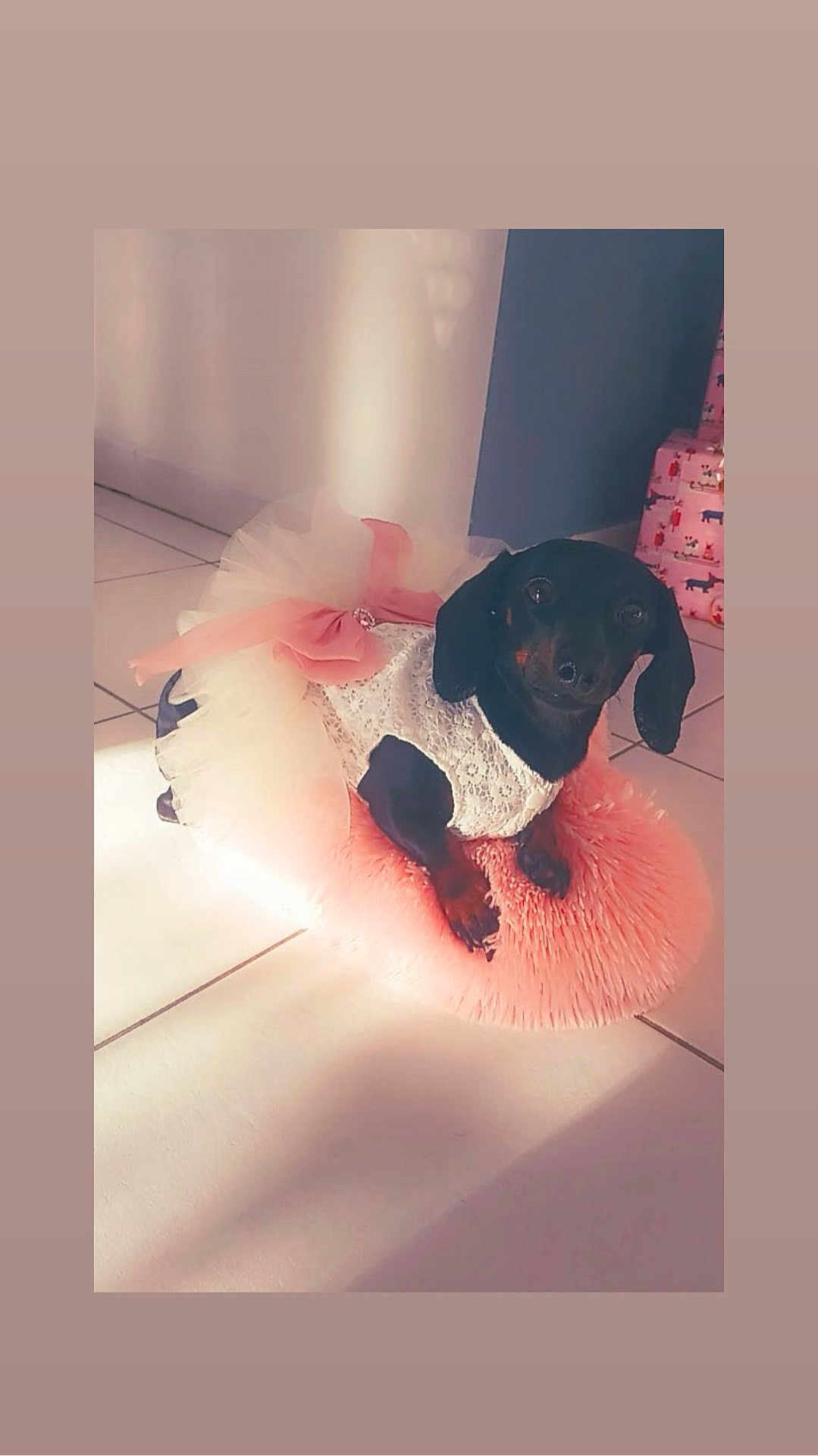 Queen a rejoint le concours — aidez-le/la à gagner de superbes lots ! dog, dachshund, pet, indoor, cushion, pink, dress, bow, lace, floor, tile, sunlight, shadow, cute, small, animal, resting, cozy, portrait, adorable