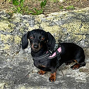Queen a rejoint le concours — aidez-le/la à gagner de superbes lots ! dog, dachshund, black_dog, pet, outdoor, rock, grass, animal, cute, small_dog, canine, leash, harness, nature, fur, ears, alert, mammal, portrait, companion