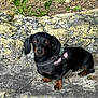 dog, dachshund, black_dog, pet, outdoor, rock, grass, animal, cute, small_dog, canine, leash, harness, nature, fur, ears, alert, mammal, portrait, companion