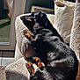 dog, dachshund, pet, sunlight, couch, pillow, relaxing, indoor, cozy, fur, animal, sleeping, resting, black, brown, paw, tail, comfort, home, window