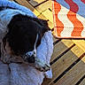 Naya participe au concours pour gagner de l'argent avec cette photo : dog, black_and_white, sleeping, blanket, wooden_deck, sunlight, outdoor, pet, resting, cozy, paw, fur, mat, pattern, red, white, relaxation, animal, domestic_animal, daytime