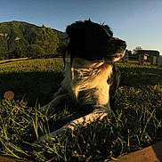 Naya a rejoint le concours — aidez-le/la à gagner de superbes lots ! dog, grass, outdoor, mountain, sky, sunlight, nature, landscape, black_and_white, canine, animal, field, daylight, relaxing, scenery, pet, fur, wood, trees, peaceful