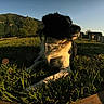 dog, grass, outdoor, mountain, sky, sunlight, nature, landscape, black_and_white, canine, animal, field, daylight, relaxing, scenery, pet, fur, wood, trees, peaceful