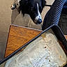Naya a rejoint le concours — aidez-le/la à gagner de superbes lots ! dog, black_and_white, curious, table, wooden_table, lasagna, cheese, food, kitchen, floor, tile_floor, chair, fabric_chair, indoor, pet, animal, meal, container, cooking, homemade