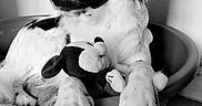 Naya a rejoint le concours — aidez-le/la à gagner de superbes lots ! dog, black_and_white, pet_bed, plush_toy, indoor, relaxed, canine, fur, animal, toy, floor, paw, looking_away, companion, cozy, resting, cute, quiet, portrait, domestic