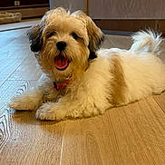 Bella is registered to the contest to win money with this photo: dog, puppy, fluffy, happy, tongue_out, indoor, wooden_floor, pet, cute, small_dog, lying_down, collar, tail, fur, animal, domestic_animal, canine, companion, friendly, playful