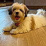 dog, puppy, fluffy, happy, tongue_out, indoor, wooden_floor, pet, cute, small_dog, lying_down, collar, tail, fur, animal, domestic_animal, canine, companion, friendly, playful