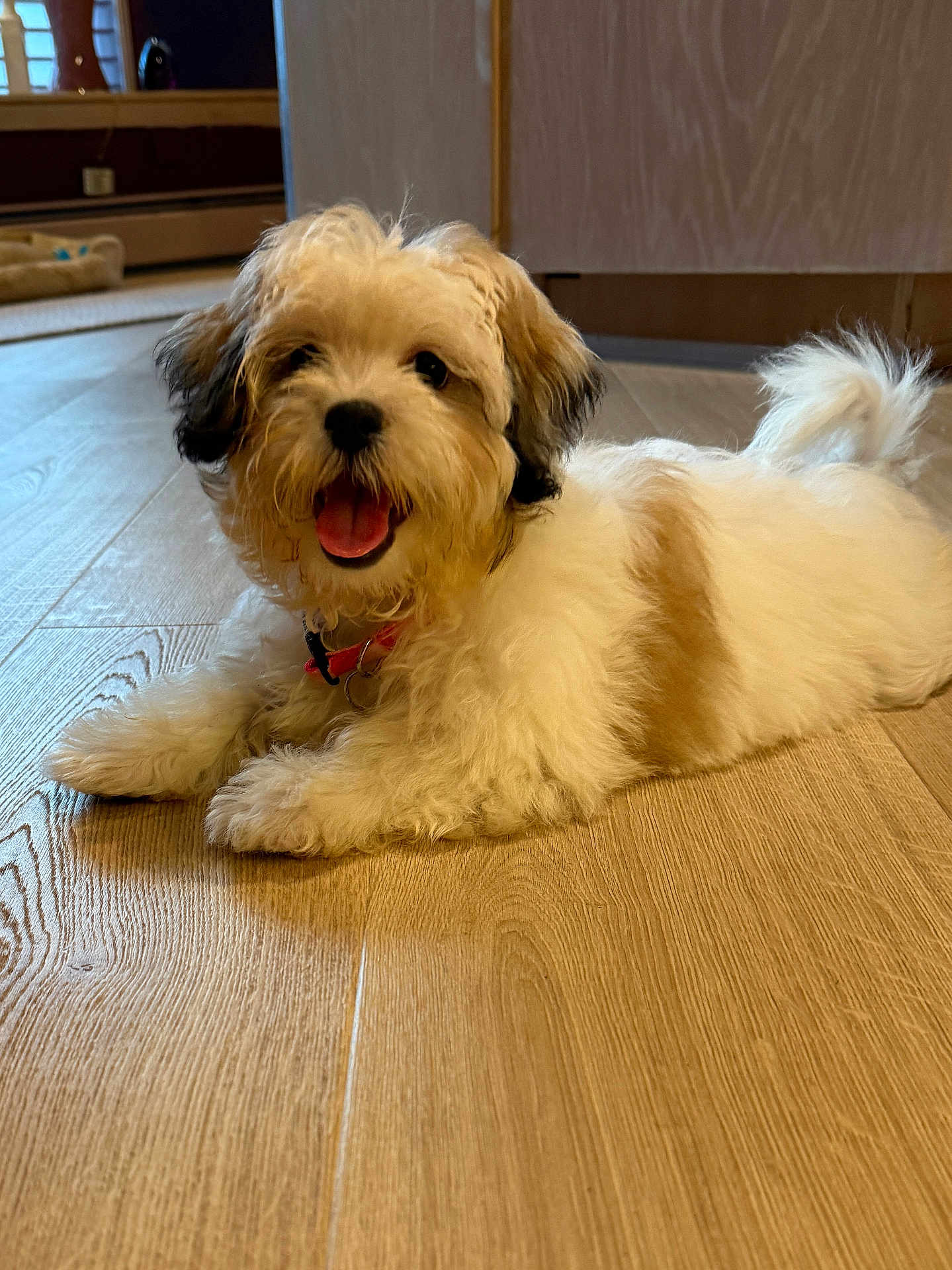 Bella is registered to the contest to win money with this photo: dog, puppy, fluffy, happy, tongue_out, indoor, wooden_floor, pet, cute, small_dog, lying_down, collar, tail, fur, animal, domestic_animal, canine, companion, friendly, playful