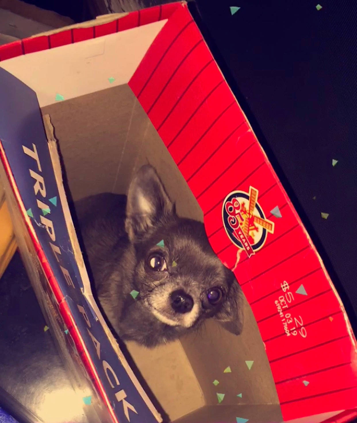 Gracie is registered to the contest to win money with this photo: canidae, carnivore, dog, dog_breed, snout