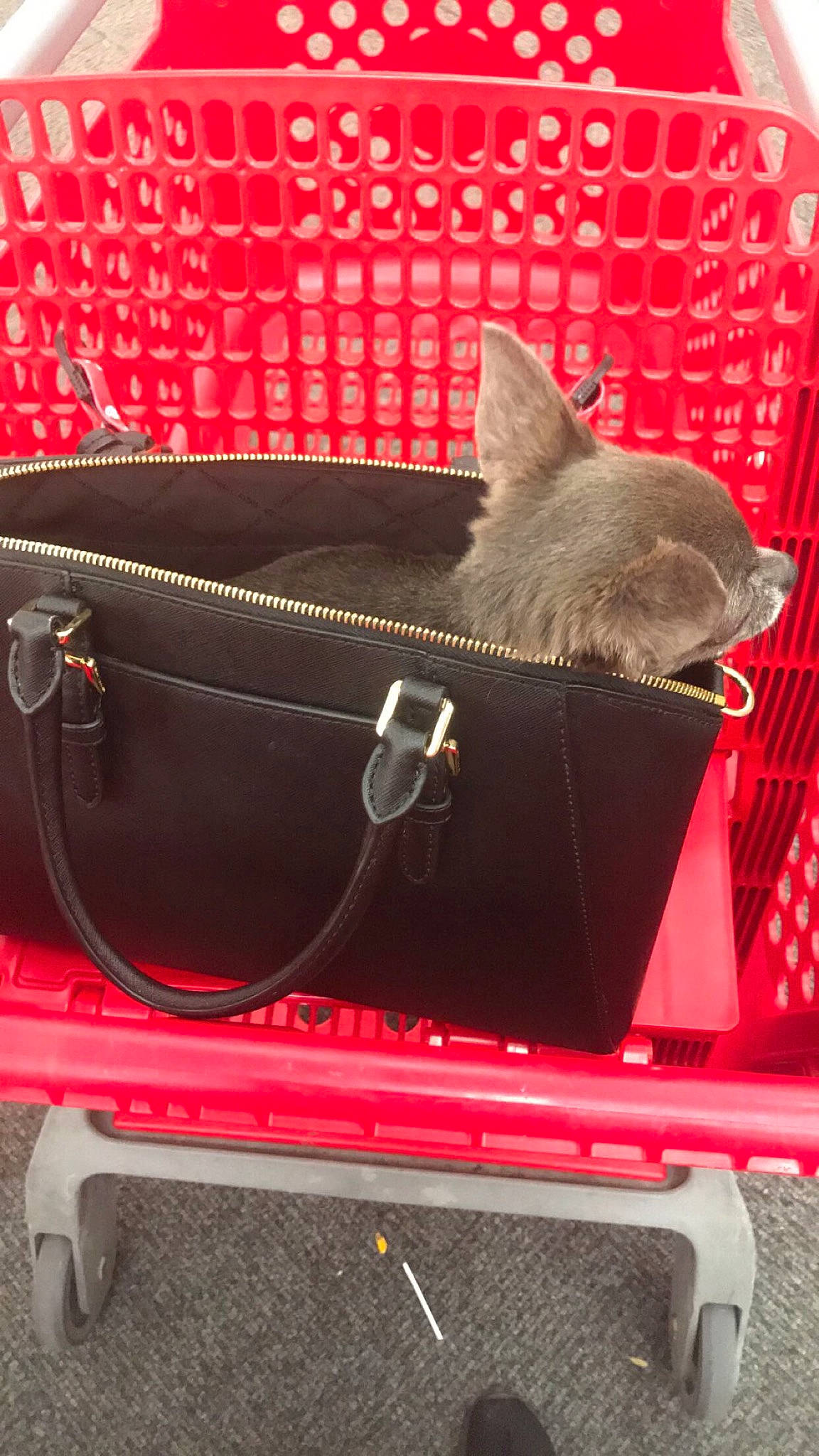 Gracie is registered to the contest to win money with this photo: bag, carnivore, cat, chartreux, fashion_accessory, fawn, felidae, kitten, red, russian_blue, small_to_medium_sized_cats, whiskers