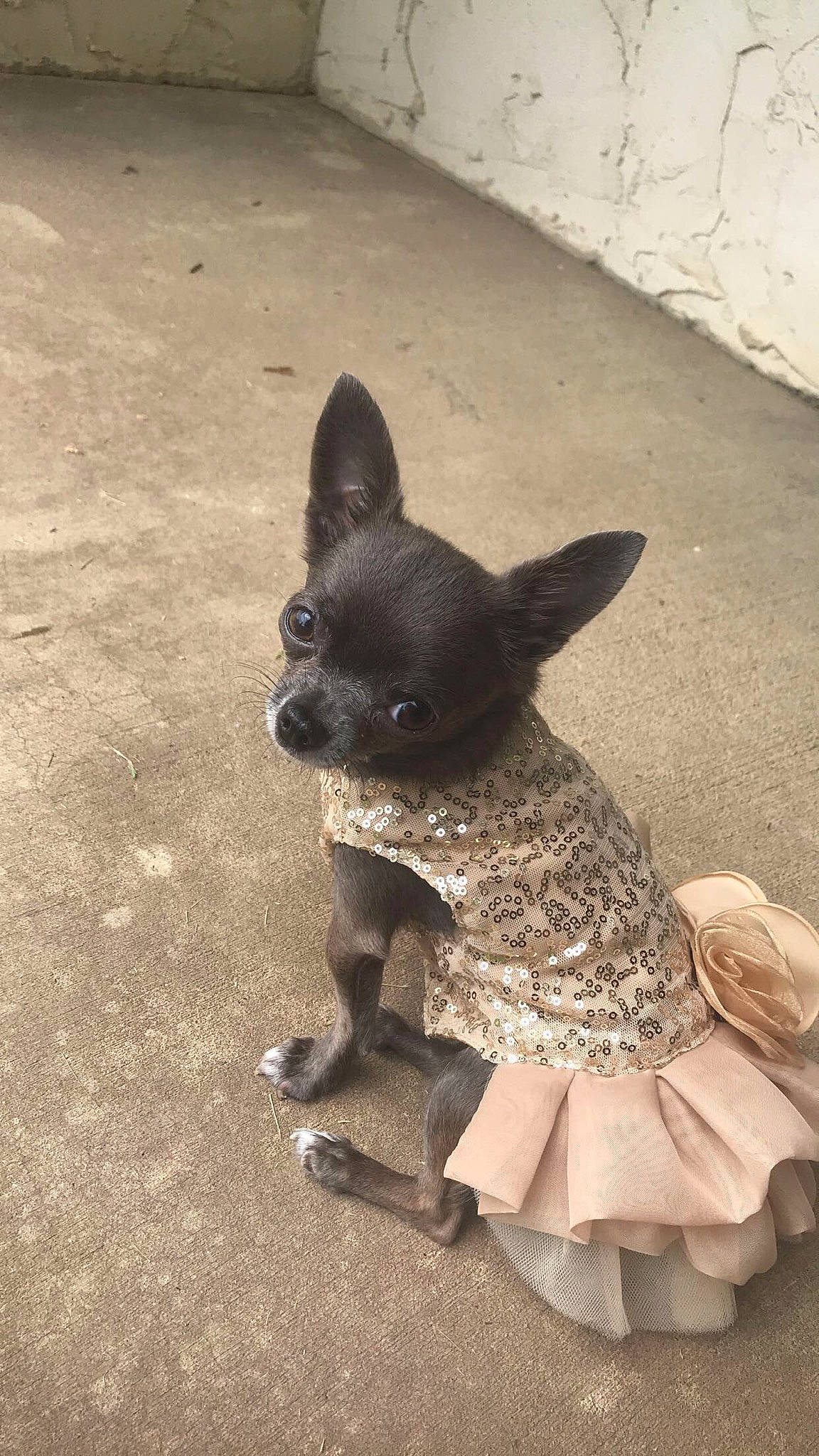 Gracie joined the competition — help win amazing prizes! canidae, carnivore, chihuahua, companion_dog, dog, dog_breed, dog_clothes, fawn, mammal, non_sporting_group, puppy, snout, sporting_group, toy_dog