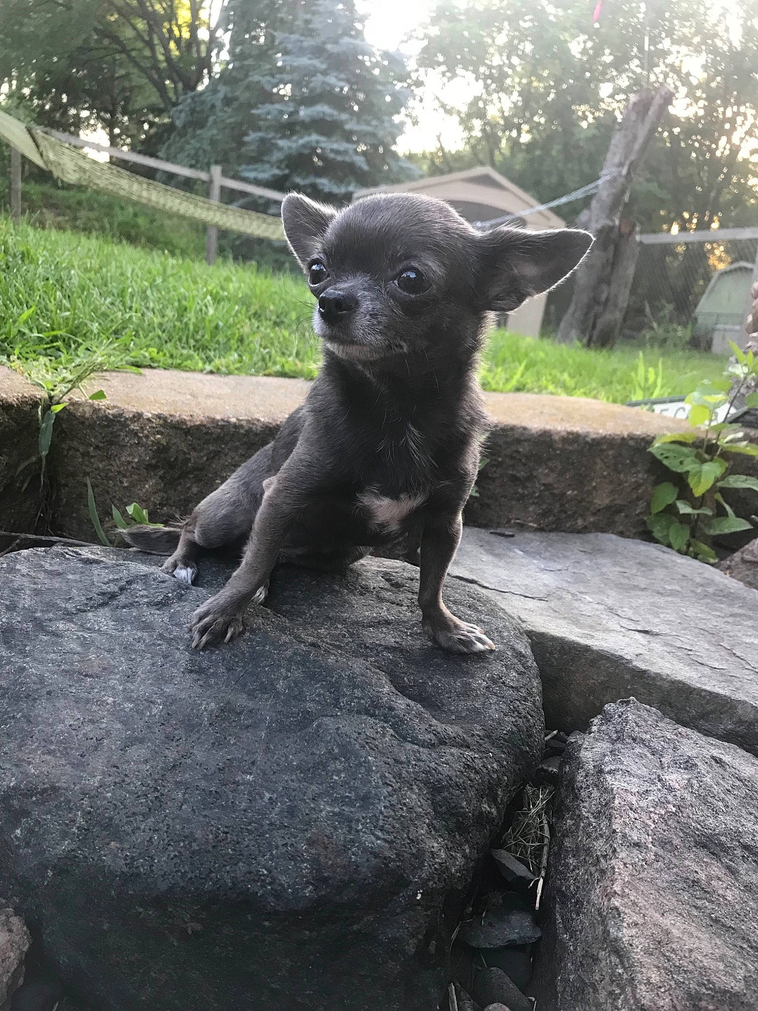 Gracie is registered to the contest to win money with this photo: canidae, carnivore, chihuahua, dog, dog_breed, fawn, formosan_mountain_dog, mammal, rare_breed_dog, sporting_group, vertebrate