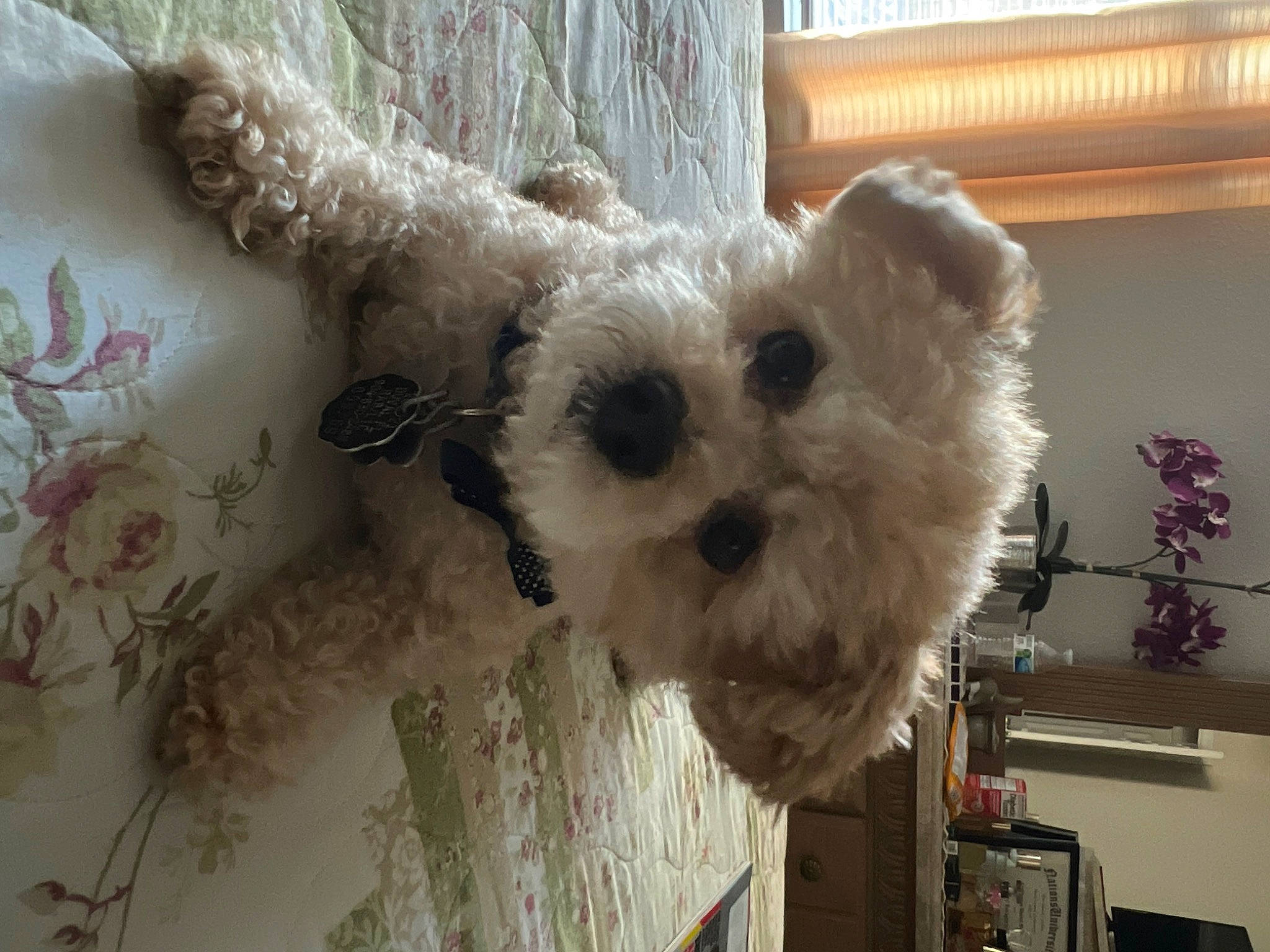 Curly is registered to the contest to win money with this photo: canidae, carnivore, companion_dog, creative_arts, dog, dog_breed, fawn, fur, houseplant, pet_supply, small_terrier, snout, sporting_group, stuffed_toy, terrier, toy, toy_dog, twig, wood, working_animal