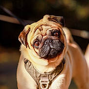 Thorin participe au concours pour gagner de l'argent avec cette photo : dog, pug, pet, animal, canine, outdoor, sunlight, harness, face, wrinkles, ears, fur, brown, cute, portrait, curious, standing, leash, nature, closeup