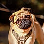 dog, pug, pet, animal, canine, outdoor, sunlight, harness, face, wrinkles, ears, fur, brown, cute, portrait, curious, standing, leash, nature, closeup