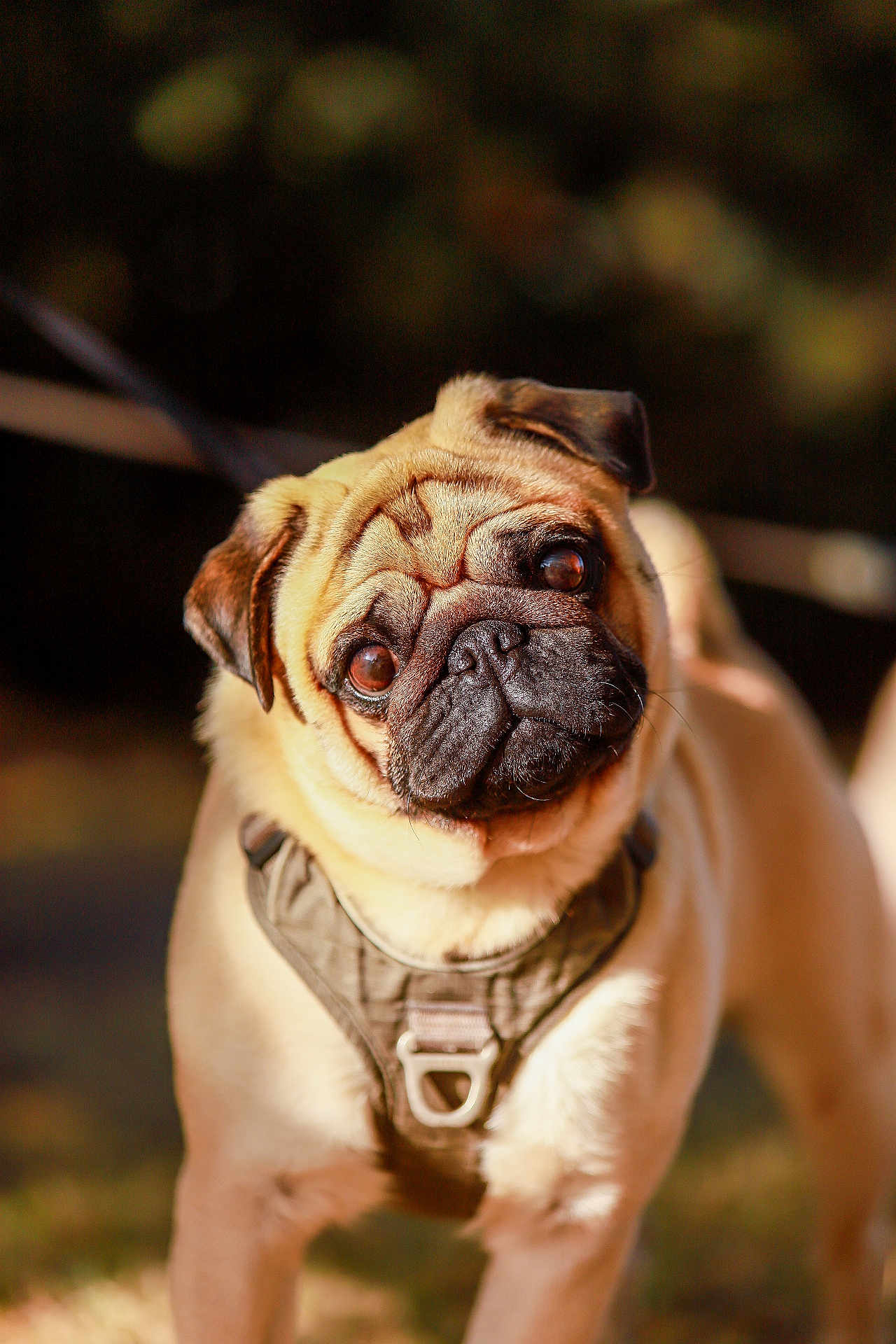 Thorin participe au concours pour gagner de l'argent avec cette photo : dog, pug, pet, animal, canine, outdoor, sunlight, harness, face, wrinkles, ears, fur, brown, cute, portrait, curious, standing, leash, nature, closeup