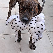 Brako a rejoint le concours — aidez-le/la à gagner de superbes lots ! dog, brindle, stuffed_toy, toy, indoor, floor, tile, pet, animal, playful, brown, black_spots, looking_up, cute, domestic, mammal, companion, friendly, pet_toy, close_up