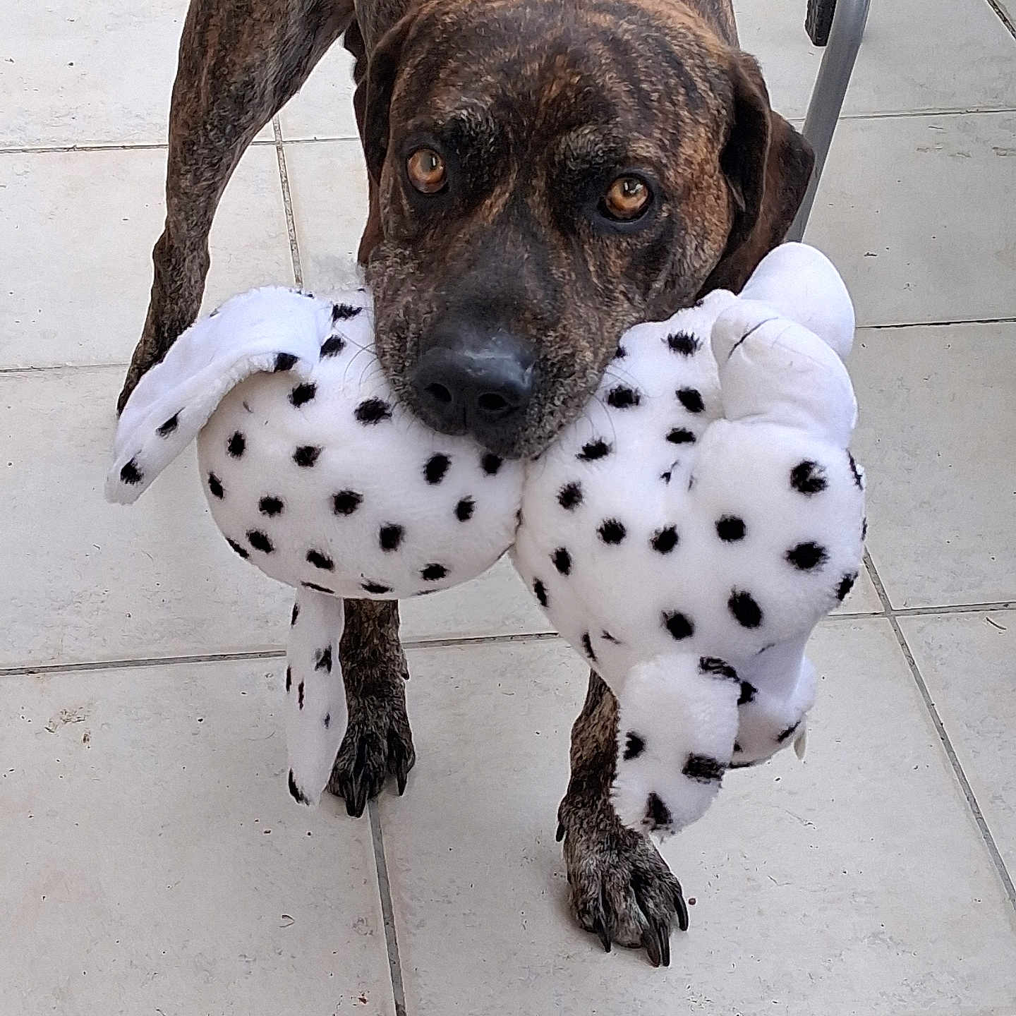Brako a rejoint le concours — aidez-le/la à gagner de superbes lots ! dog, brindle, stuffed_toy, toy, indoor, floor, tile, pet, animal, playful, brown, black_spots, looking_up, cute, domestic, mammal, companion, friendly, pet_toy, close_up