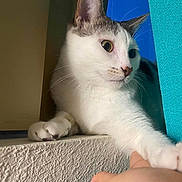 Chili is registered to the contest to win money with this photo: cat, white_cat, gray_cat, paw, hand, stretching, curious, indoor, ledges, textured_surface, blue_fabric, closeup, pet, animal, whiskers, ears, face, fur, human_interaction, domestic