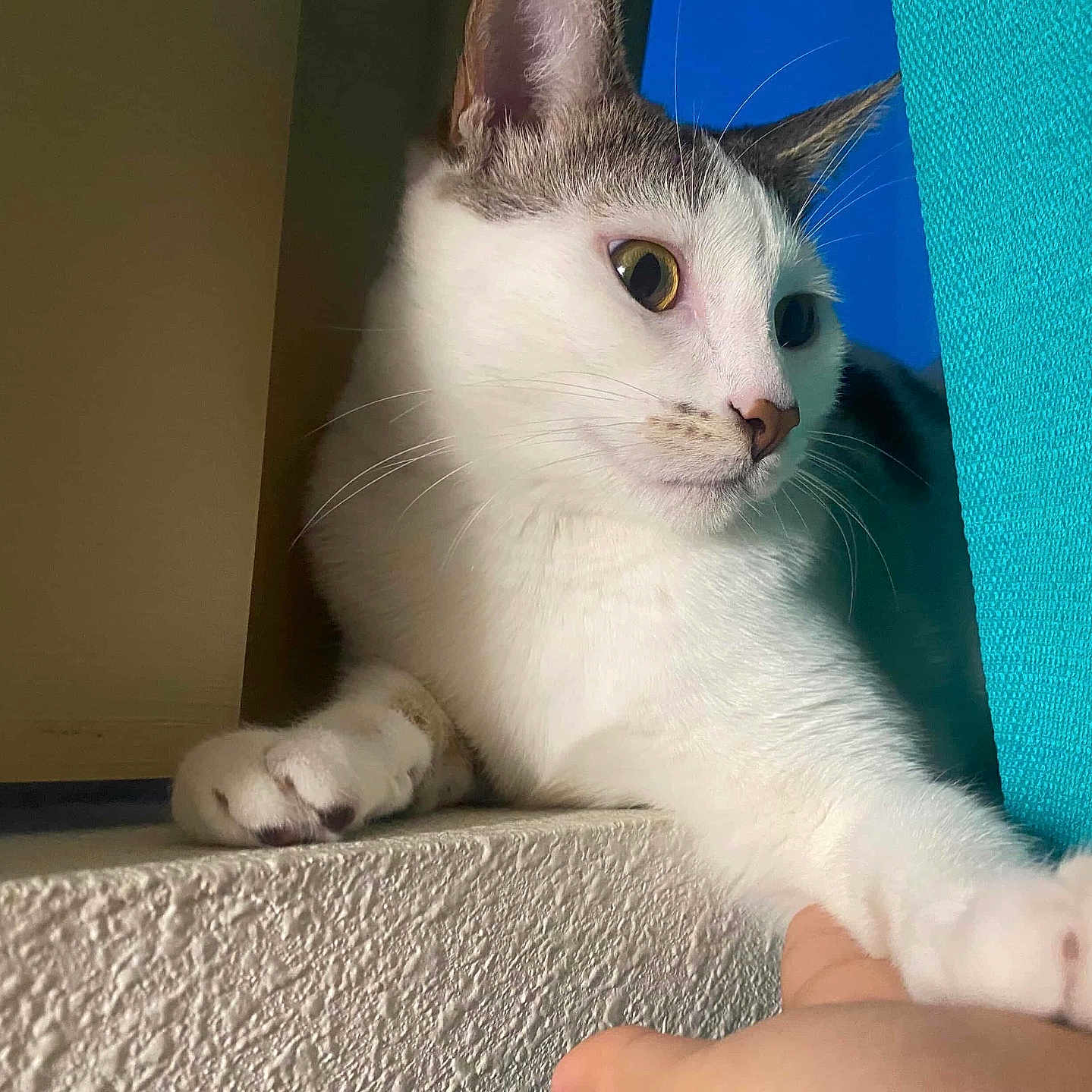 Chili is registered to the contest to win money with this photo: cat, white_cat, gray_cat, paw, hand, stretching, curious, indoor, ledges, textured_surface, blue_fabric, closeup, pet, animal, whiskers, ears, face, fur, human_interaction, domestic