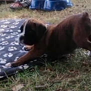 Pango participe au concours pour gagner de l'argent avec cette photo : puppy, dog, blanket, paw_prints, grass, outdoor, stretching, animal, pet, brown, black, white, playful, canine, young, fur, nature, feet, shoes, background