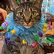 Meatball joined the competition — help win amazing prizes! animal, blue_collar, cat, celebration, close_up, colorful, costume, curious, cute, decor, domestic_cat, furniture, indoor, party_hat, pet, pom_poms, sitting, tabby, whiskers, wooden_table